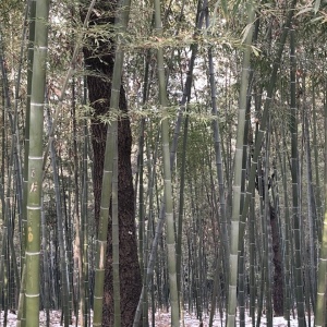 竹林